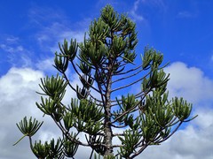 Araucaria rulei