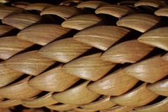 Araucaria rulei