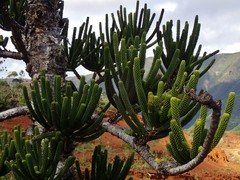 Araucaria rulei
