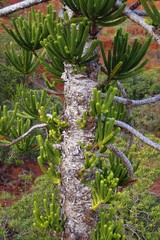 Araucaria rulei