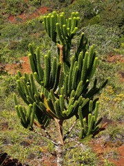Araucaria rulei