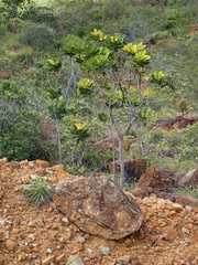 Xanthostemon aurantiacus