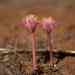 Hantam Bloodlily - Photo (c) Heather and Andrew Hodgson, some rights reserved (CC BY-NC), uploaded by Heather and Andrew Hodgson