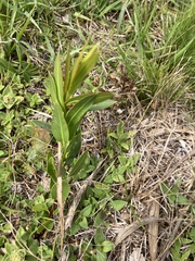 Psidium salutare mucronatum