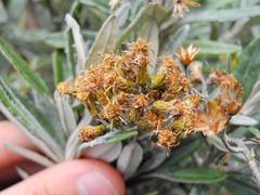 Linochilus floribundus