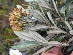 Linochilus floribundus