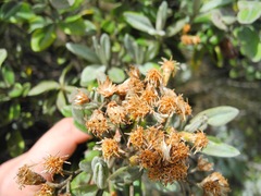 Linochilus floribundus