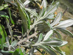 Linochilus floribundus