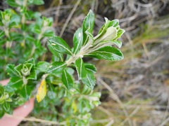 Linochilus schultzii