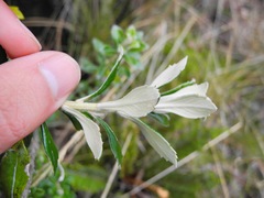 Linochilus schultzii