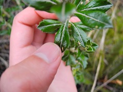 Linochilus schultzii