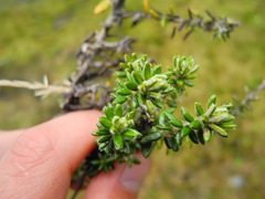 Diplostephium hartwegii