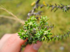 Diplostephium hartwegii