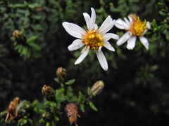 Diplostephium spinulosum