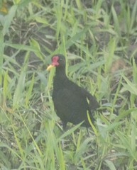 Jacana jacana hypomelaena