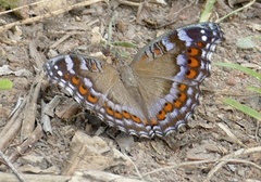 Precis octavia octavia