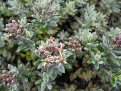 Linochilus cinerascens