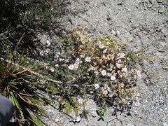 Diplostephium oblanceolatum