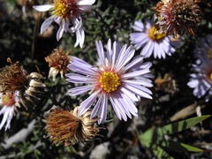 Diplostephium oblanceolatum