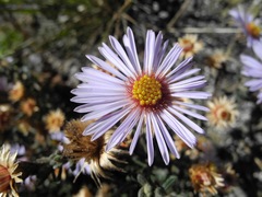 Diplostephium oblanceolatum