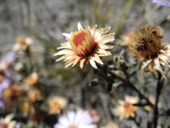 Diplostephium oblanceolatum