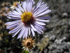 Diplostephium oblanceolatum