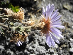Diplostephium oblanceolatum