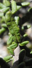 Diplostephium oblanceolatum