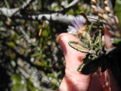 Diplostephium oblanceolatum