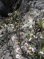 Diplostephium oblanceolatum