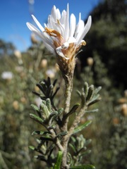 Diplostephium oblanceolatum