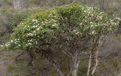 Melaleuca bracteosa