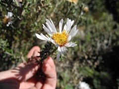 Diplostephium oblanceolatum