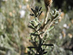 Diplostephium oblanceolatum