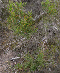 Callitris drummondii