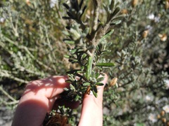 Diplostephium oblanceolatum