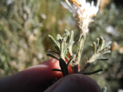 Diplostephium oblanceolatum
