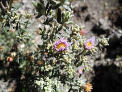 Diplostephium oblanceolatum