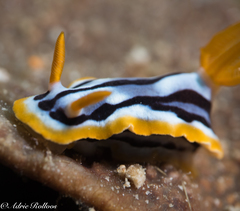 Chromodoris strigata
