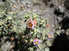 Diplostephium oblanceolatum