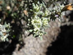 Diplostephium oblanceolatum