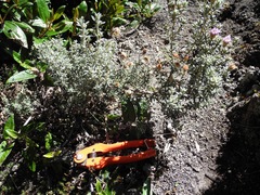 Diplostephium oblanceolatum