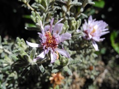 Diplostephium oblanceolatum