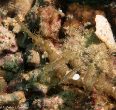 Halicampus macrorhynchus