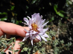 Diplostephium oblanceolatum