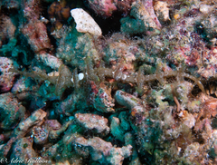 Halicampus macrorhynchus