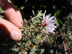 Diplostephium oblanceolatum