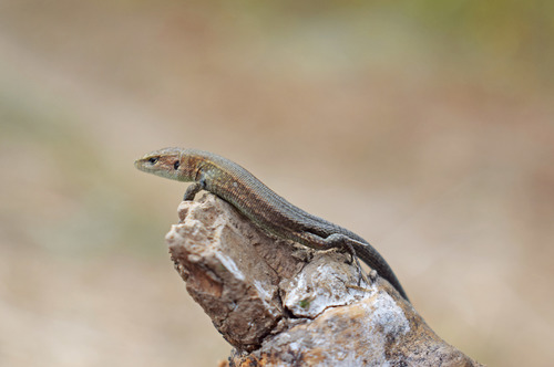 Meadow Lizard