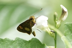 Oriens paragola