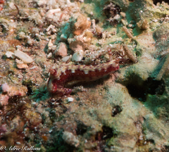 Hypselodoris maculosa